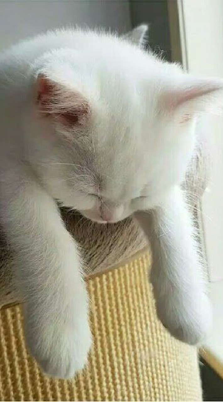 ศูนย์รวมคนรักอนิเมะ🥺🤏🏻
