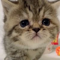 77💕琉璃の貓屋💕