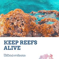 Keep Reefs Alive