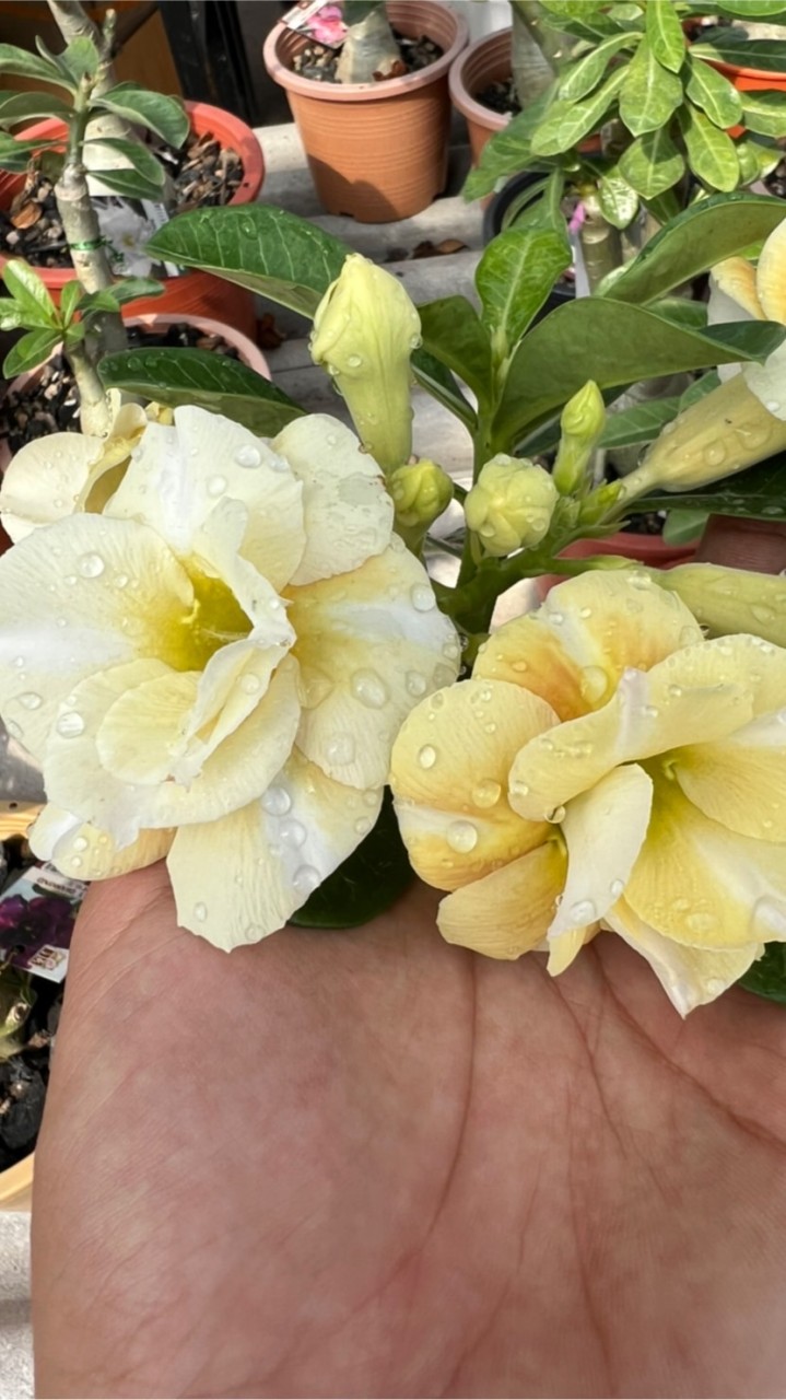 🌺ชวนชม ชวนรัก🌺