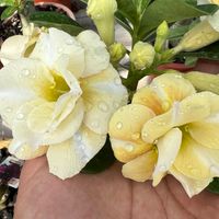🌺ชวนชม ชวนรัก🌺