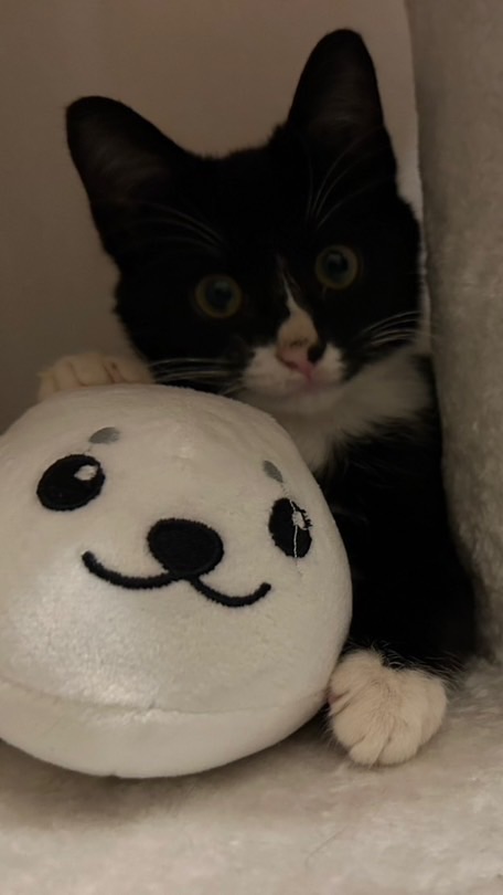 ひじき教🐈‍⬛🖤