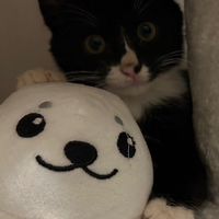 ひじき教🐈‍⬛🖤