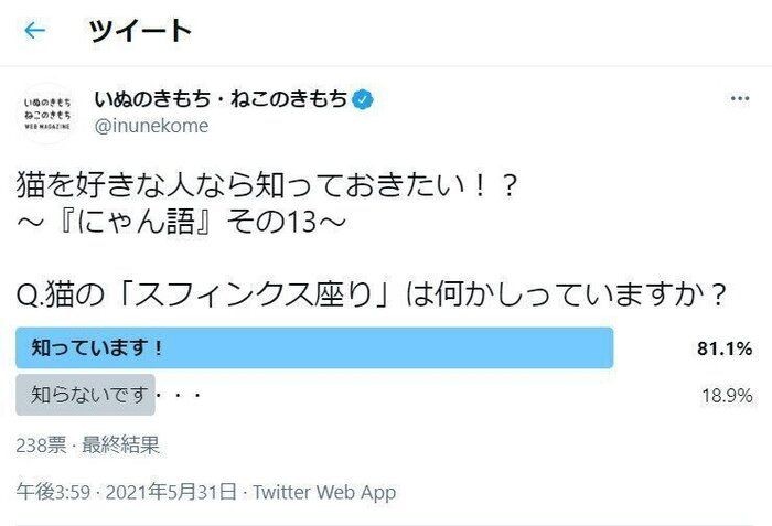 猫のスフィンクス座り 気品溢れる座り方と意味を解説