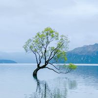 紐西蘭自由行。親子自由行互助智囊團