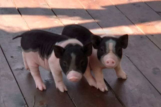 圖片來源：FB @心心農家樂