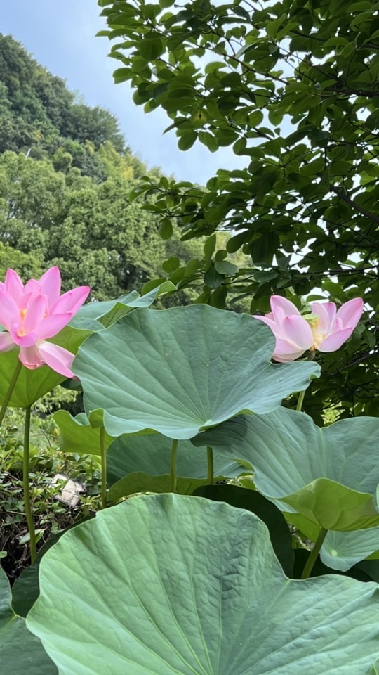 肝硬変 糖尿病 予備軍 おいで～♡不安な事や色々、色々話そうね(*´꒳`*)