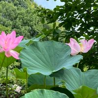 肝硬変 糖尿病 予備軍 おいで～♡不安な事や色々、色々話そうね(*´꒳`*)