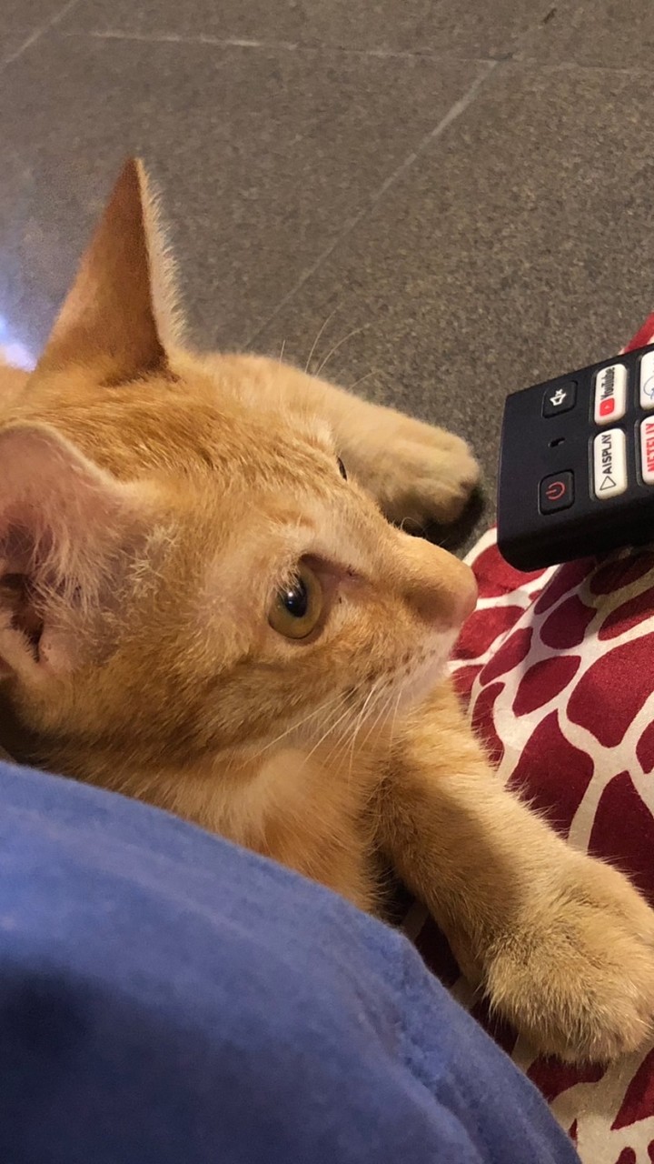 Garfield the cat 🐈