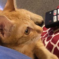 Garfield the cat 🐈