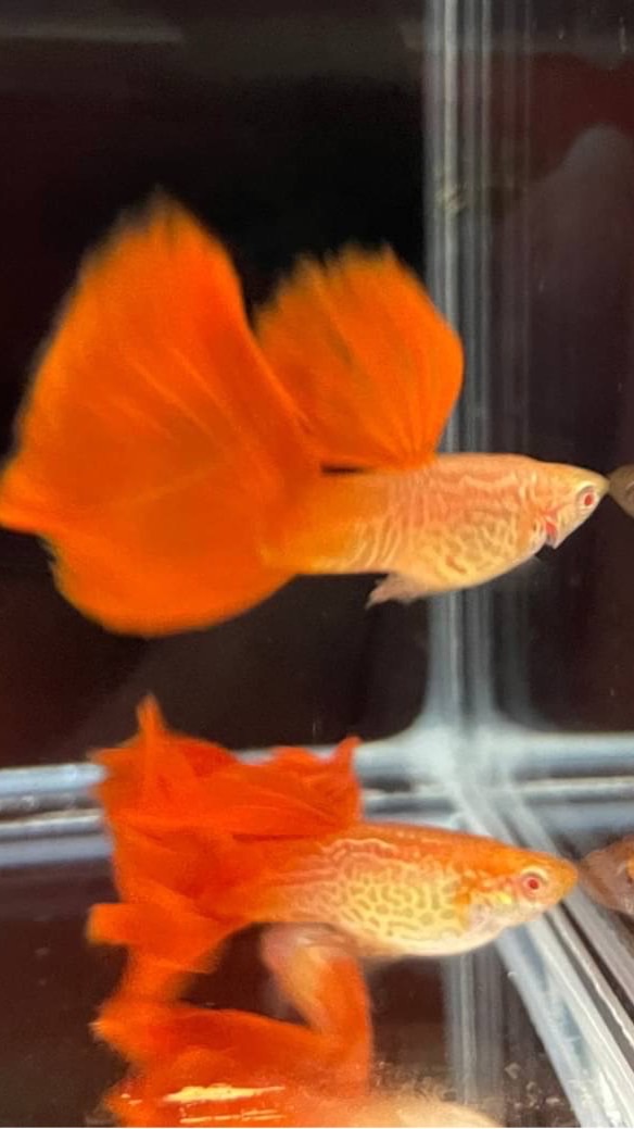 🐟自在孔雀魚🐟