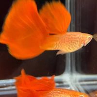 🐟自在孔雀魚🐟