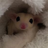ほっさん（ねぎとろさん）親衛隊！！