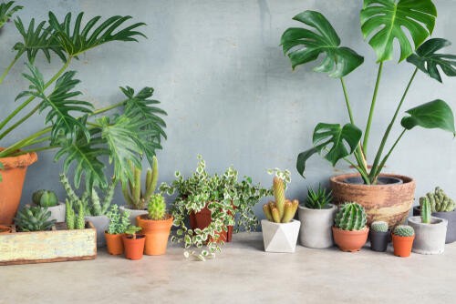 リビングの観葉植物大丈夫 小さな虫を寄せ付けないための予防と対策