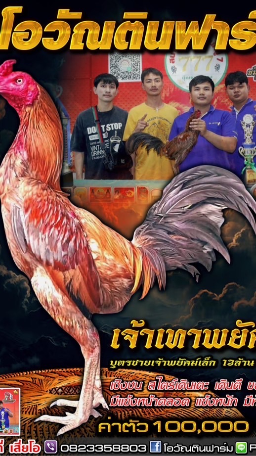 โอวัณตินฟาร์มไก่ชน