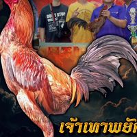 โอวัณตินฟาร์มไก่ชน
