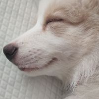 奢侈寵愛毛小孩