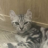 汪喵用品屋