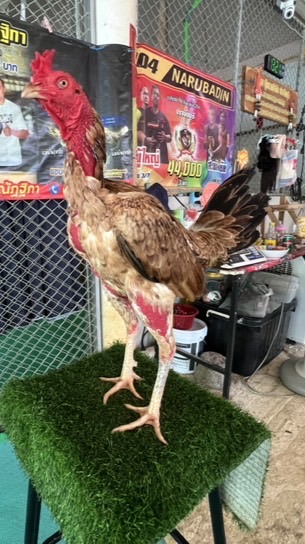 เพรชจีน่าฟาร์ม ปราจีนบุรี