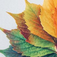 iHerb折扣碼整理/訂購教學