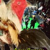 ไก่ชน เมืองเหนือ