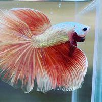 鬥魚自由買賣群