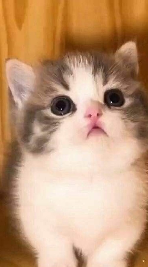 โรงเรียนแมวเหมียว2