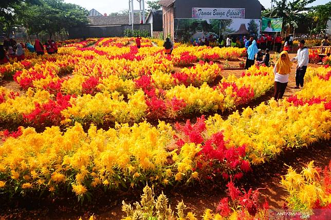 Taman Celosia Bandungan Destinasi Warna Warni Di Semarang