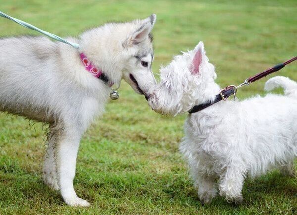 愛されるって幸せ 犬が好きな人にだけ見せる行動