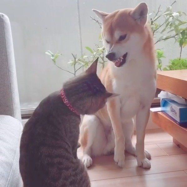 僕だって怒るワン 初めて猫に怒った時の柴犬の表情