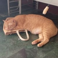 瓦羅藍交流群