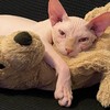 🐈‍⬛ Mai.me.khon🐈‍⬛ขายแมวสฟริงซ์ขาสั้นขายาว