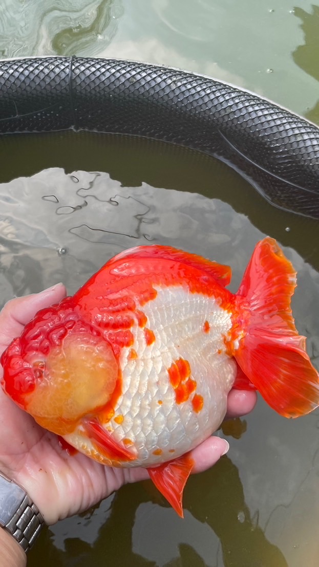 萬福批發水族交流
