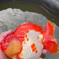 萬福批發水族交流