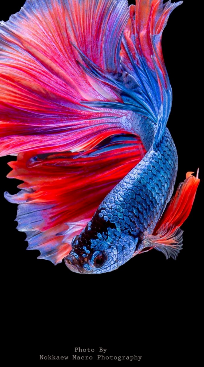 MaDooPla(ปลากัดสวยงาม)​