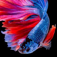 MaDooPla(ปลากัดสวยงาม)​
