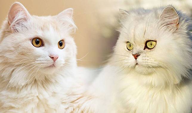 Perbedaan Kucing Persia dan Anggora, Mulai Ciri Fisik, Tingkah 