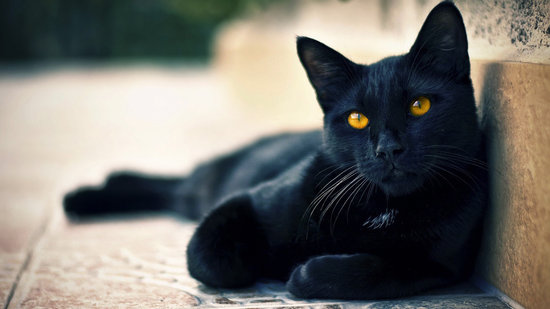 Mitos Kucing Hitam Yang Masih Dipercaya Banyak Orang Di Indonesia