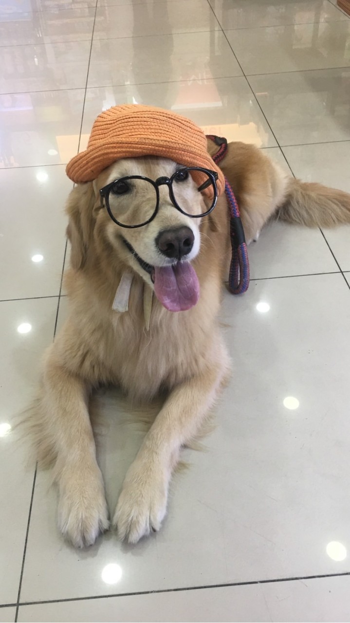 寵物險🐶諮詢🛎外送🐼🛵保險規劃建議🎯