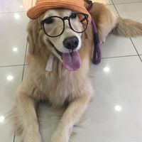 寵物險🐶諮詢🛎外送🐼🛵保險規劃建議🎯