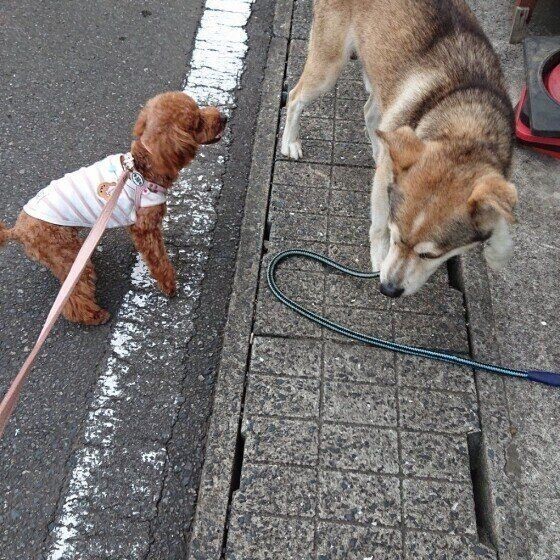 犬が 他の犬のお尻のニオイをかぐ 理由