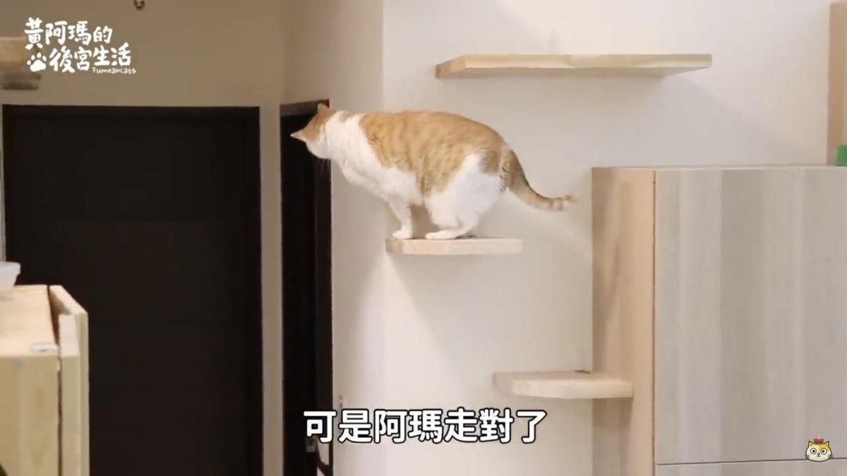 同樣位置，經過改良後的貓跳台，因應牆面問題，直接使用鐵件雙重固定以策安全。