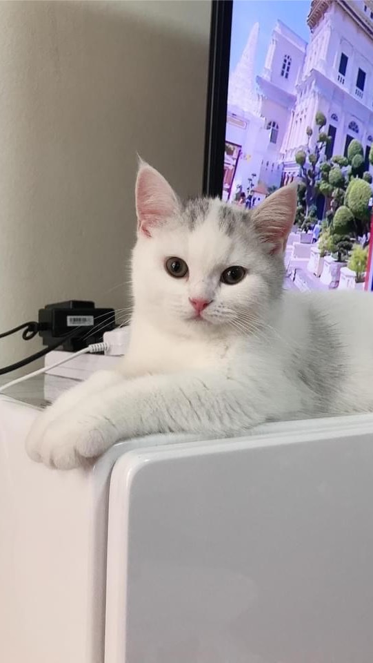 ชมรมคนรักแมว scottish fold