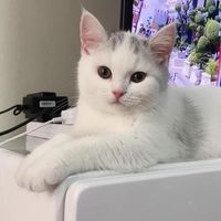 ชมรมคนรักแมว scottish fold