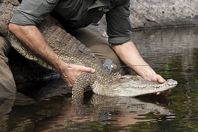 They're one of Earth's rarest reptiles. But these crocodiles are bouncing  back.