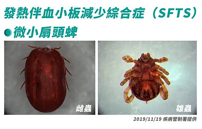 【有影】蜱害！中國現跡後十年  台灣也爆首例SFTS病例7旬老翁救治中