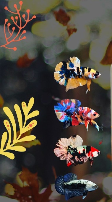 Betta fish market ปลากัดทุกสายพันธุ์ ชื้อขาย