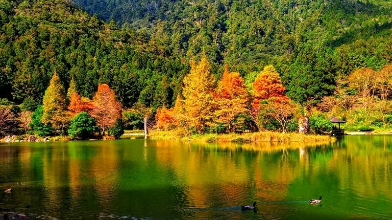 ♛明池國家森林遊樂區的楓葉美景令人屏息！此為2018年11月景色