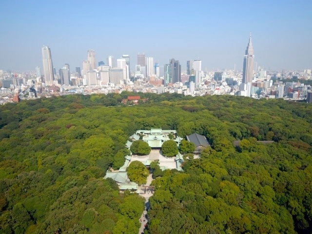 夏季日本避暑方案來場森林浴吧 11