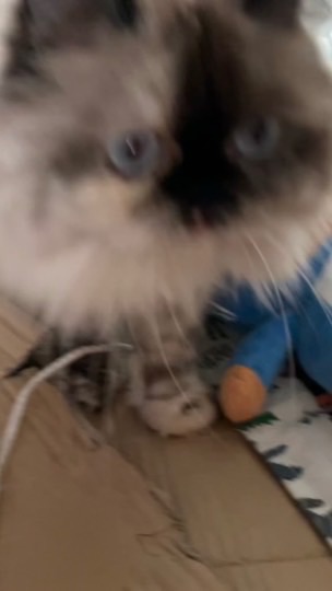 Cat fanart group